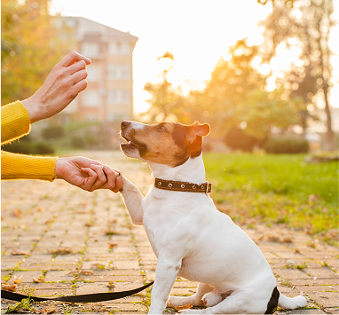 Specialized Behavior Work