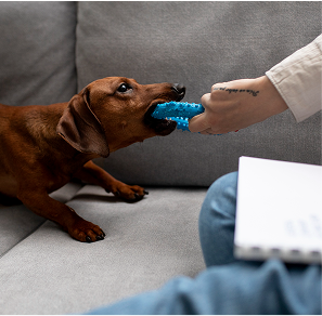 Psychiatric Dog Training